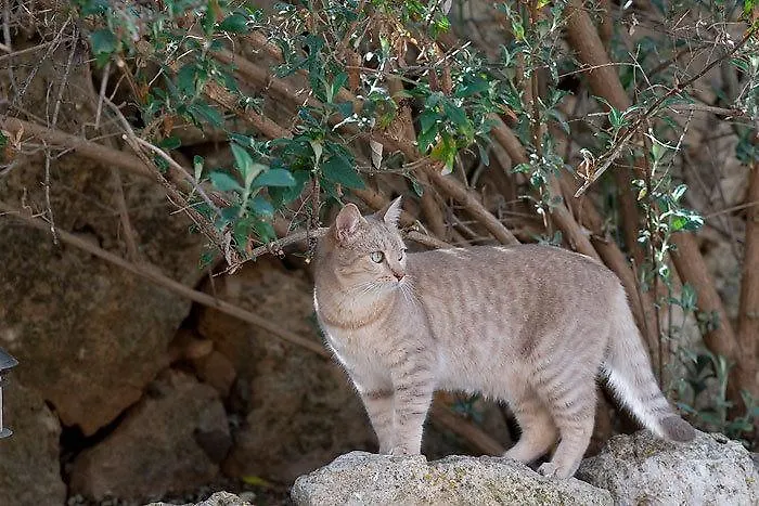 Finca Can Paulino (Adults Only) Llucmajor  0*, Llucmajor (Mallorca)