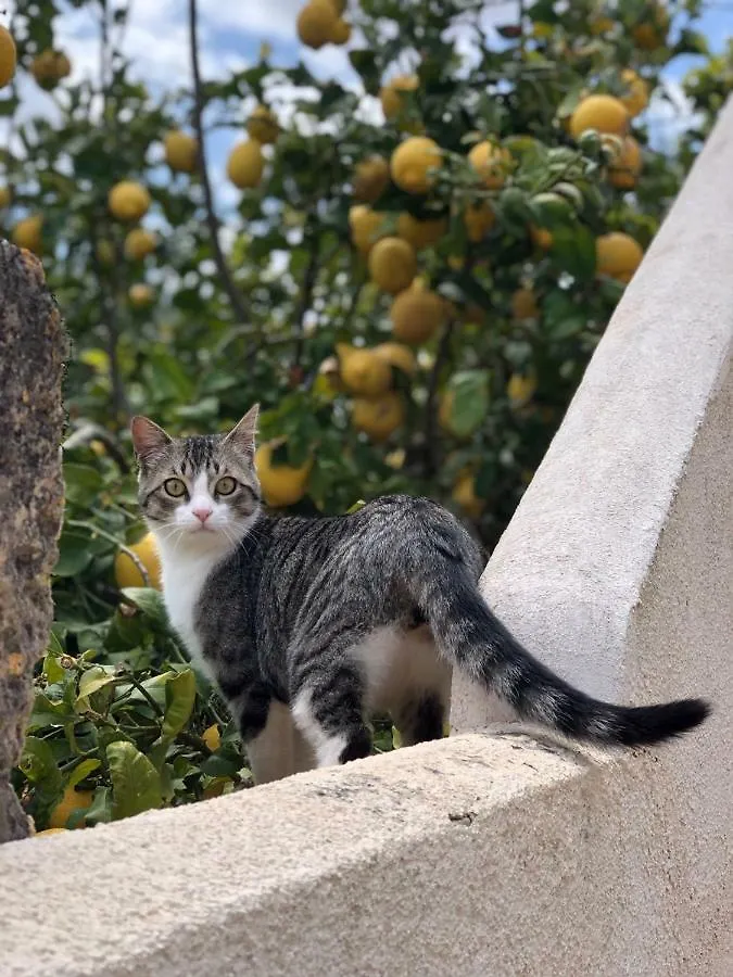 Country house Finca Can Paulino (Adults Only) Llucmajor