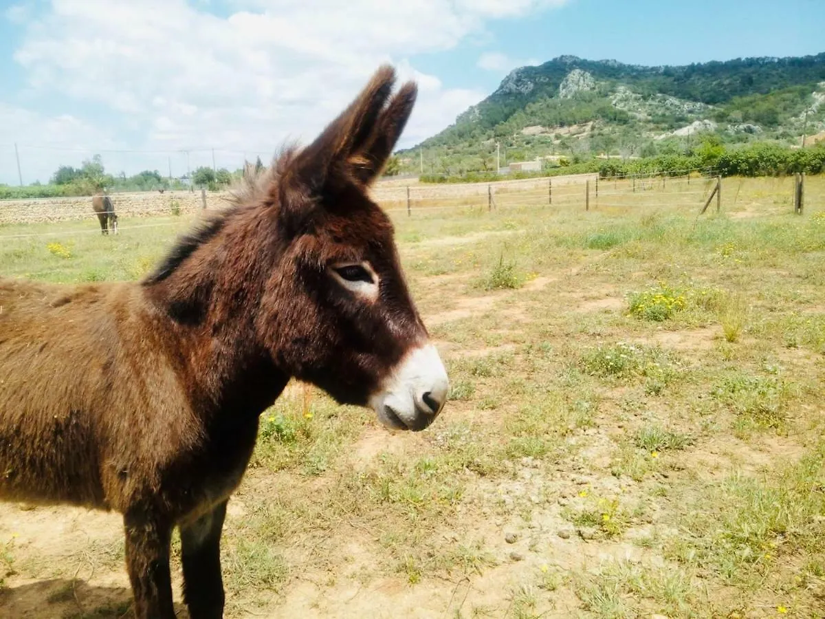 Country house Finca Can Paulino (Adults Only) Llucmajor