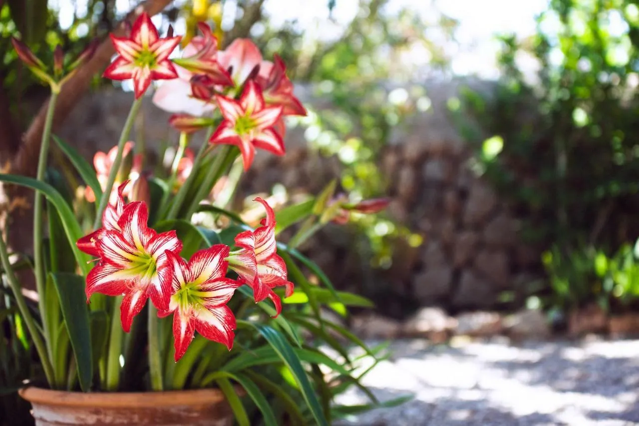 Finca Can Paulino (Adults Only) Llucmajor  0*, Llucmajor (Mallorca)