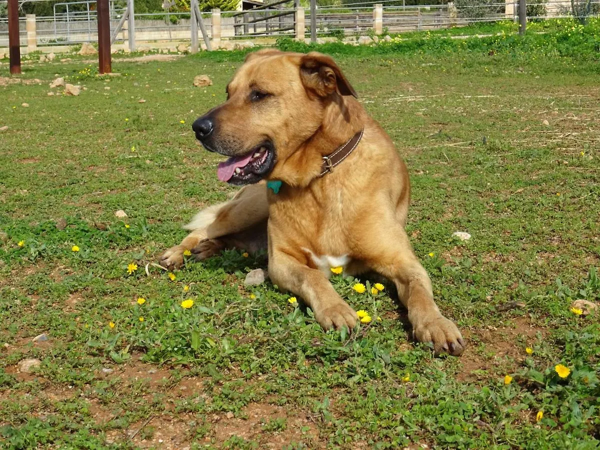 Finca Can Paulino (Adults Only) Llucmajor  0*, Llucmajor (Mallorca)